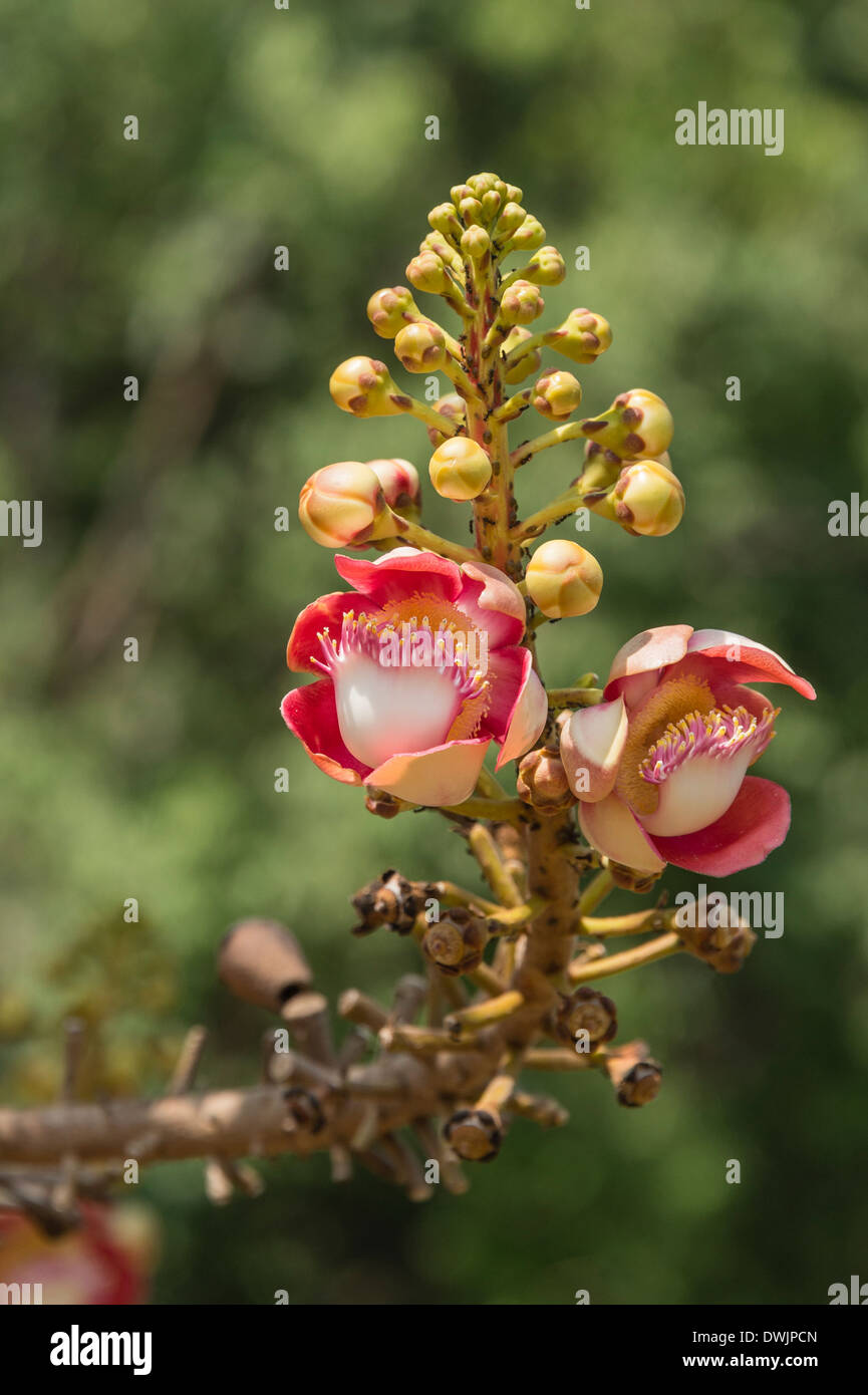 Les fleurs d'un arbre boule de Canon Banque D'Images