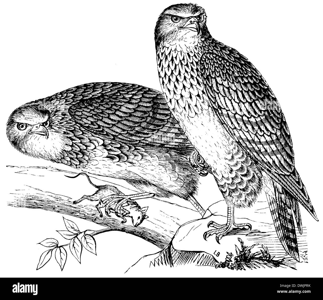 Buse variable Banque D'Images