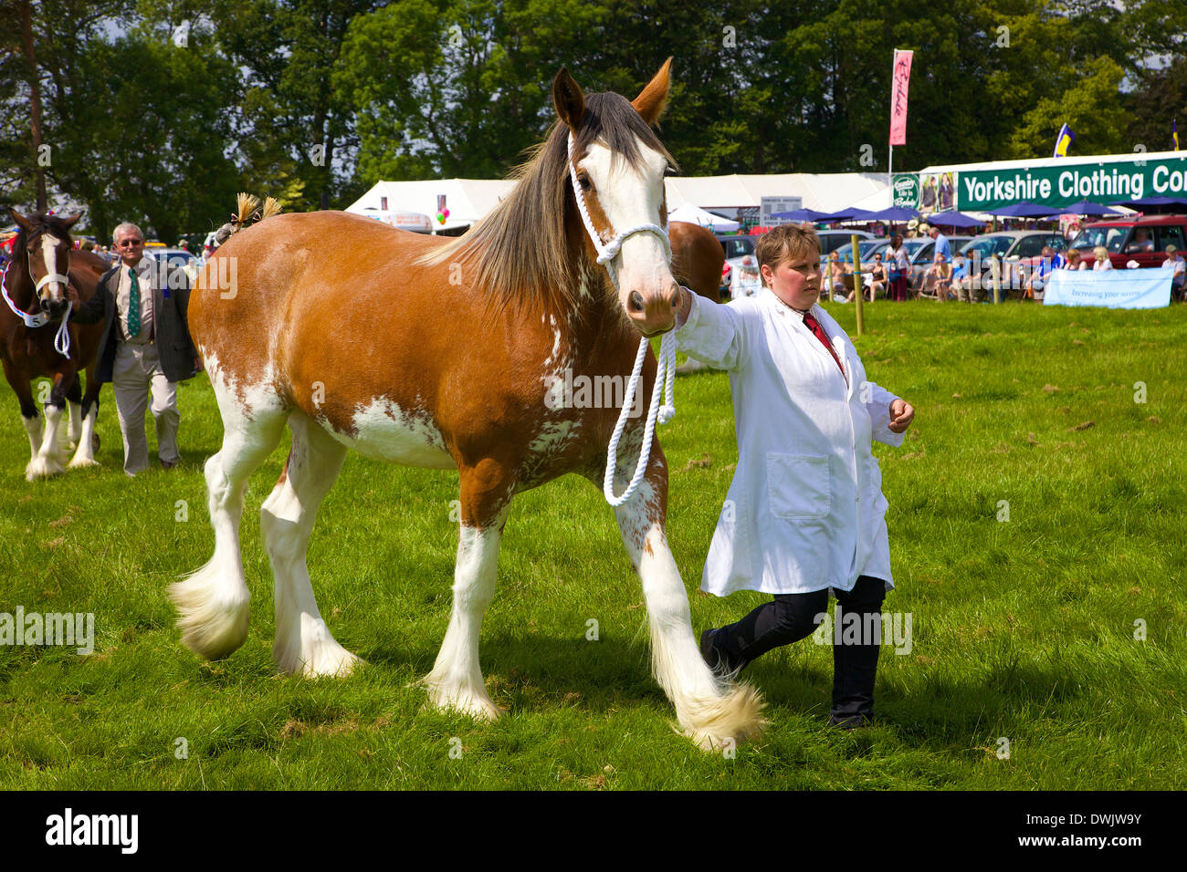 Propriétaire de chevaux lourds et de marcher dans le ring d'exposition à un salon de l'agriculture Banque D'Images