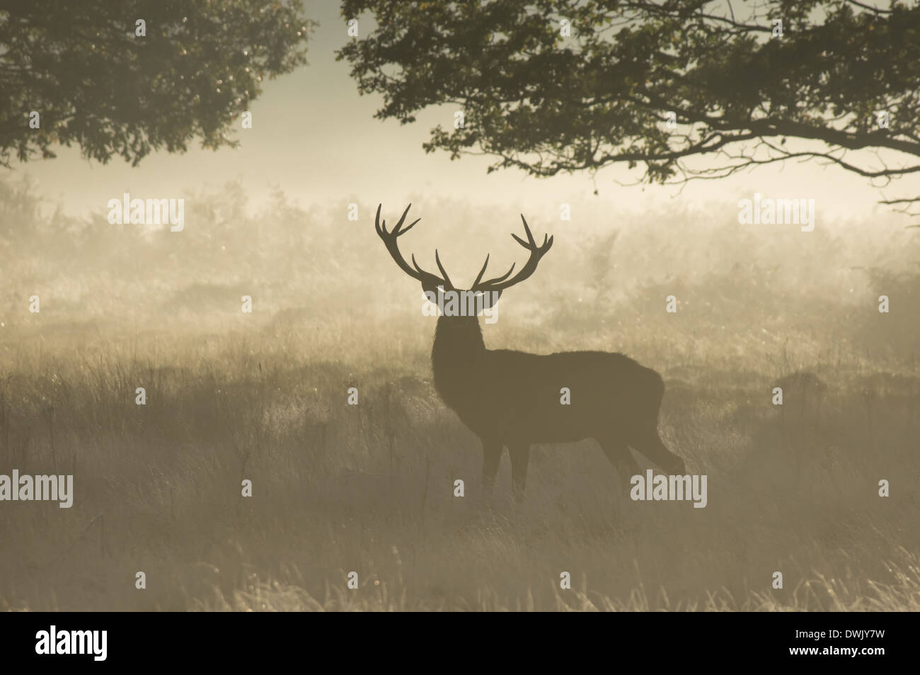 Red Deer (Cervus Elaphus) stag un matin brumeux Banque D'Images