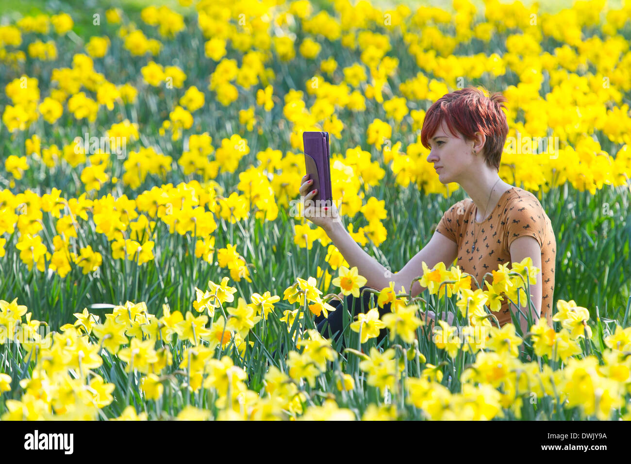 Une fille lit un livre électronique dans la campagne entourée de jonquilles Banque D'Images