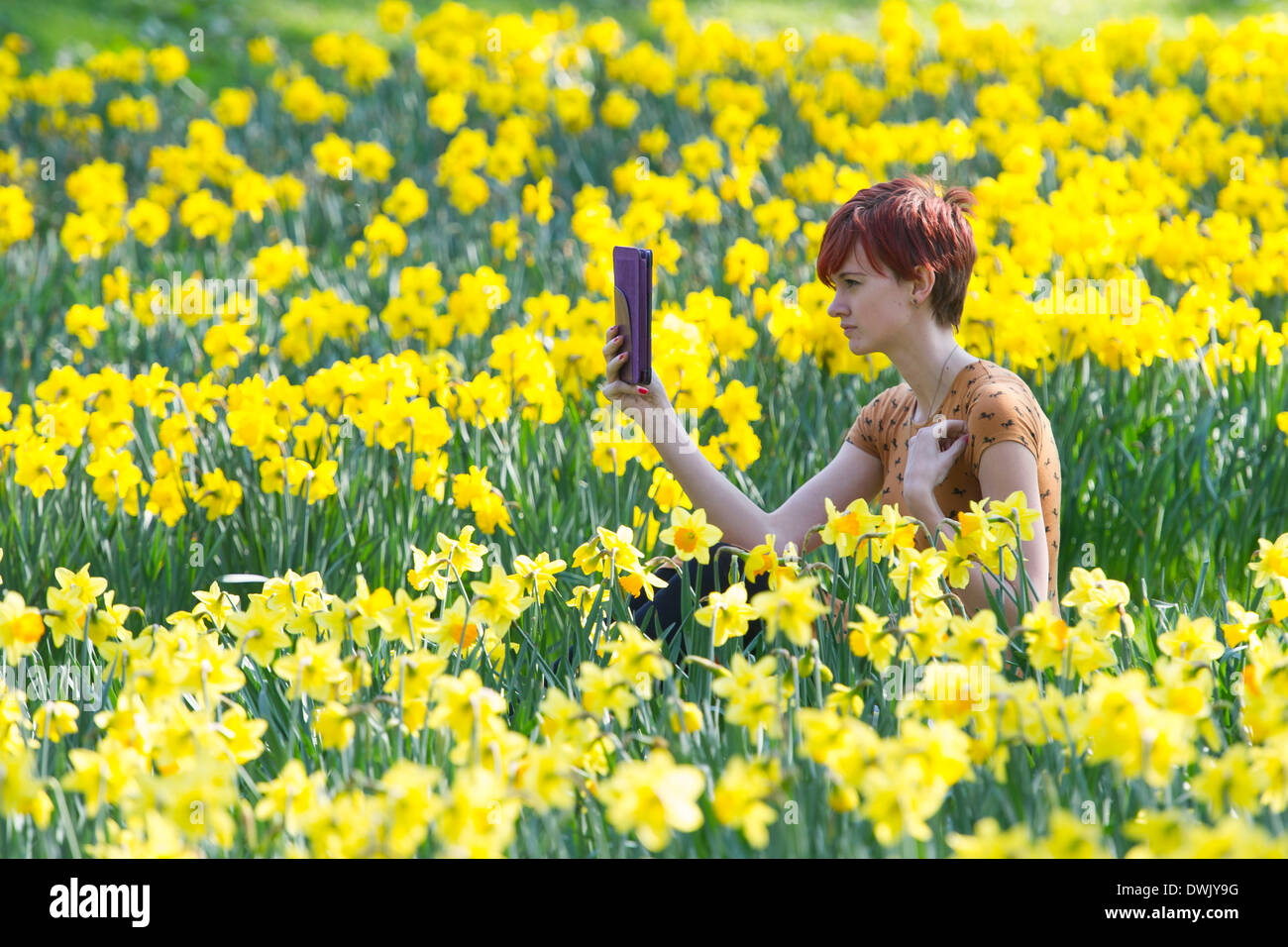 Une fille lit un livre électronique dans la campagne entourée de jonquilles Banque D'Images