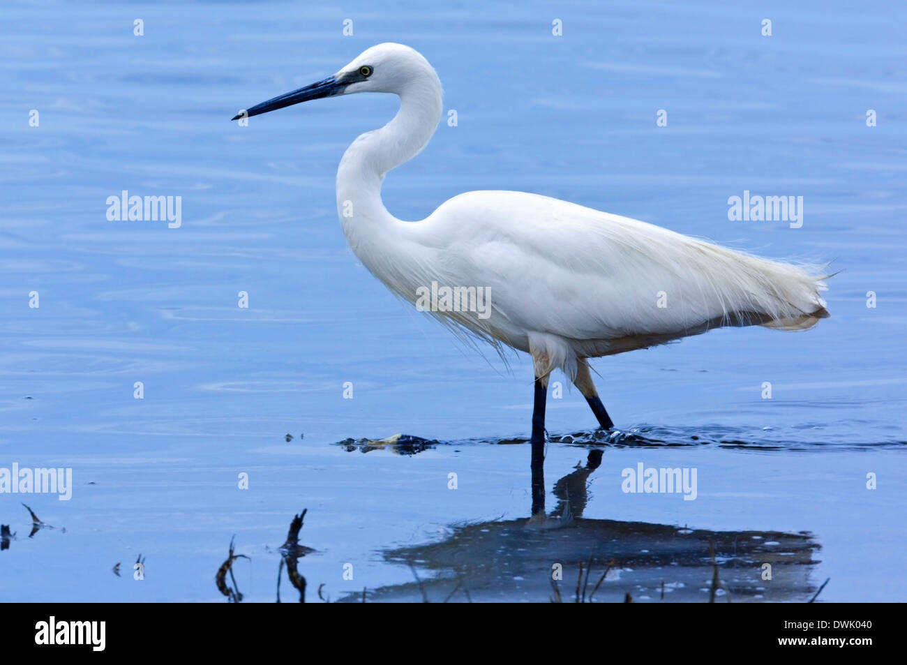 Une Grande Aigrette (Egretta alba) dans la rivière Chobe, au nord du Botswana Banque D'Images