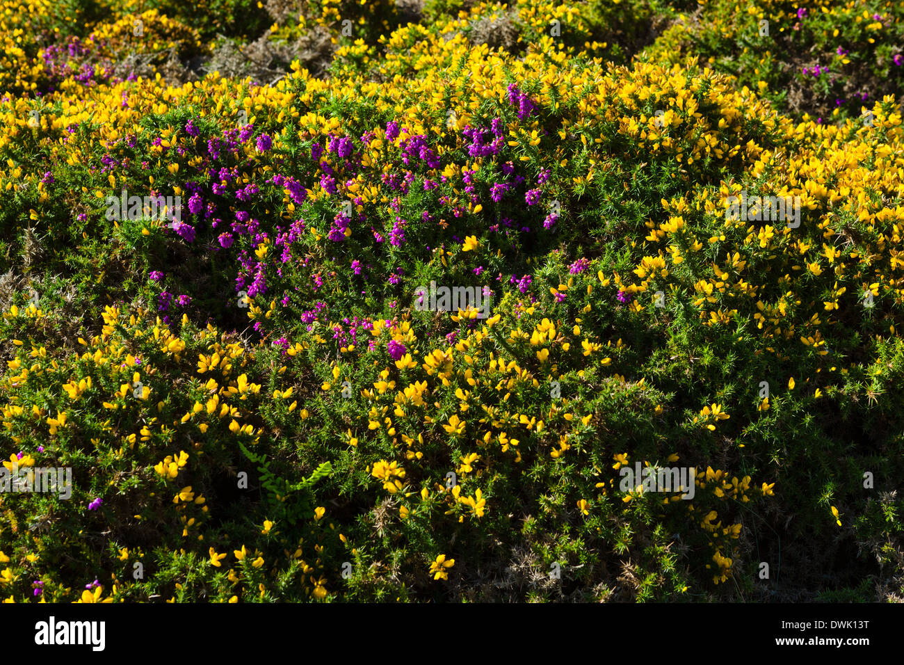 L'ajonc et la bruyère sur la colline, le Great Orme, Llandudno, Conwy, Nord du Pays de Galles, Royaume-Uni Banque D'Images