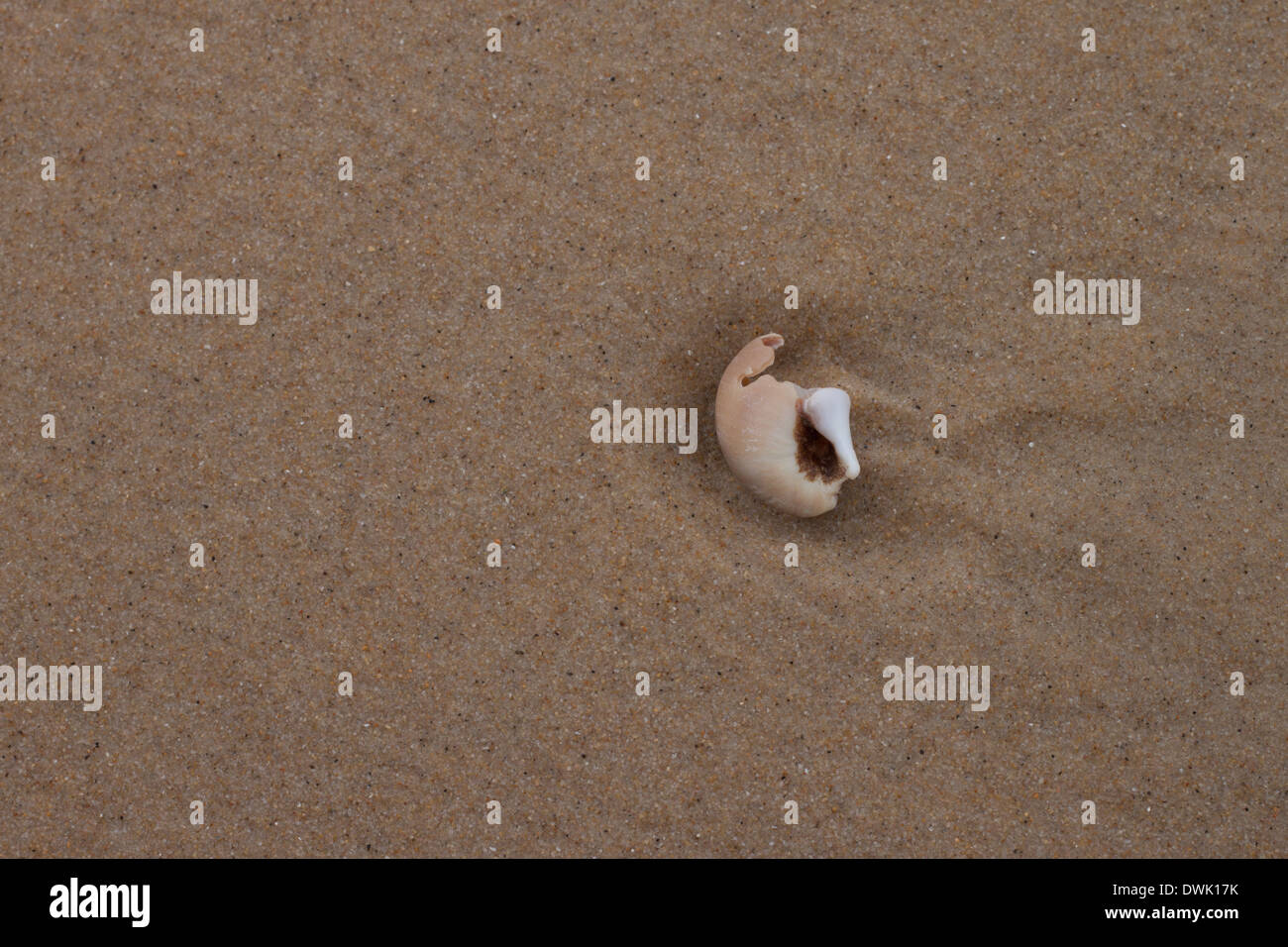 Un shell sur le sable Banque D'Images