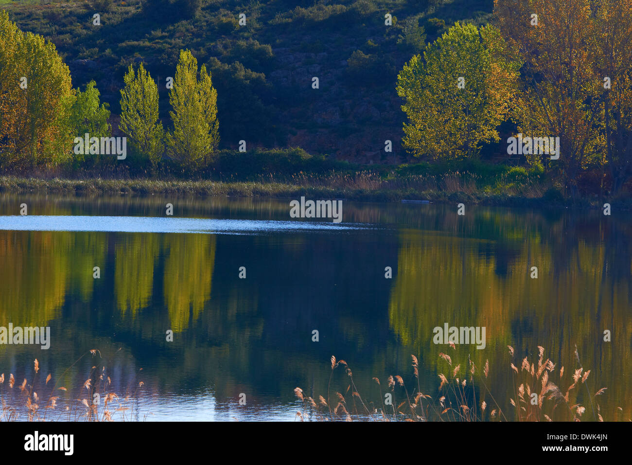 Les Lagunes de Ruidera, lagunes de Ruidera Parc Naturel. Les provinces d'Albacete et Ciudad Real, Espagne. Banque D'Images