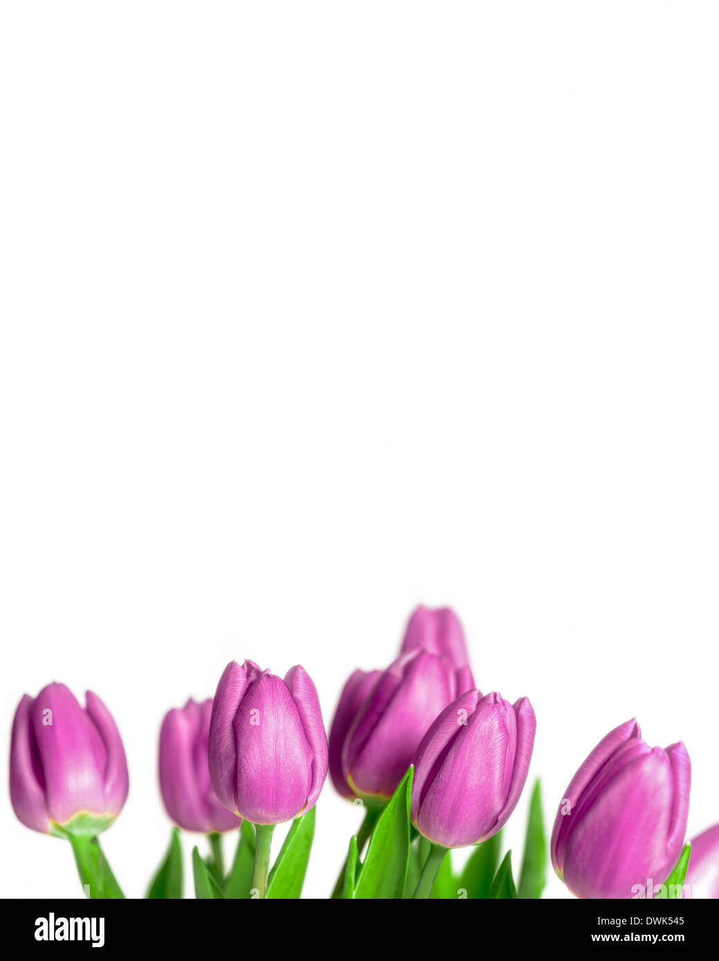 Frontière de belles tulipes au printemps violet Banque D'Images