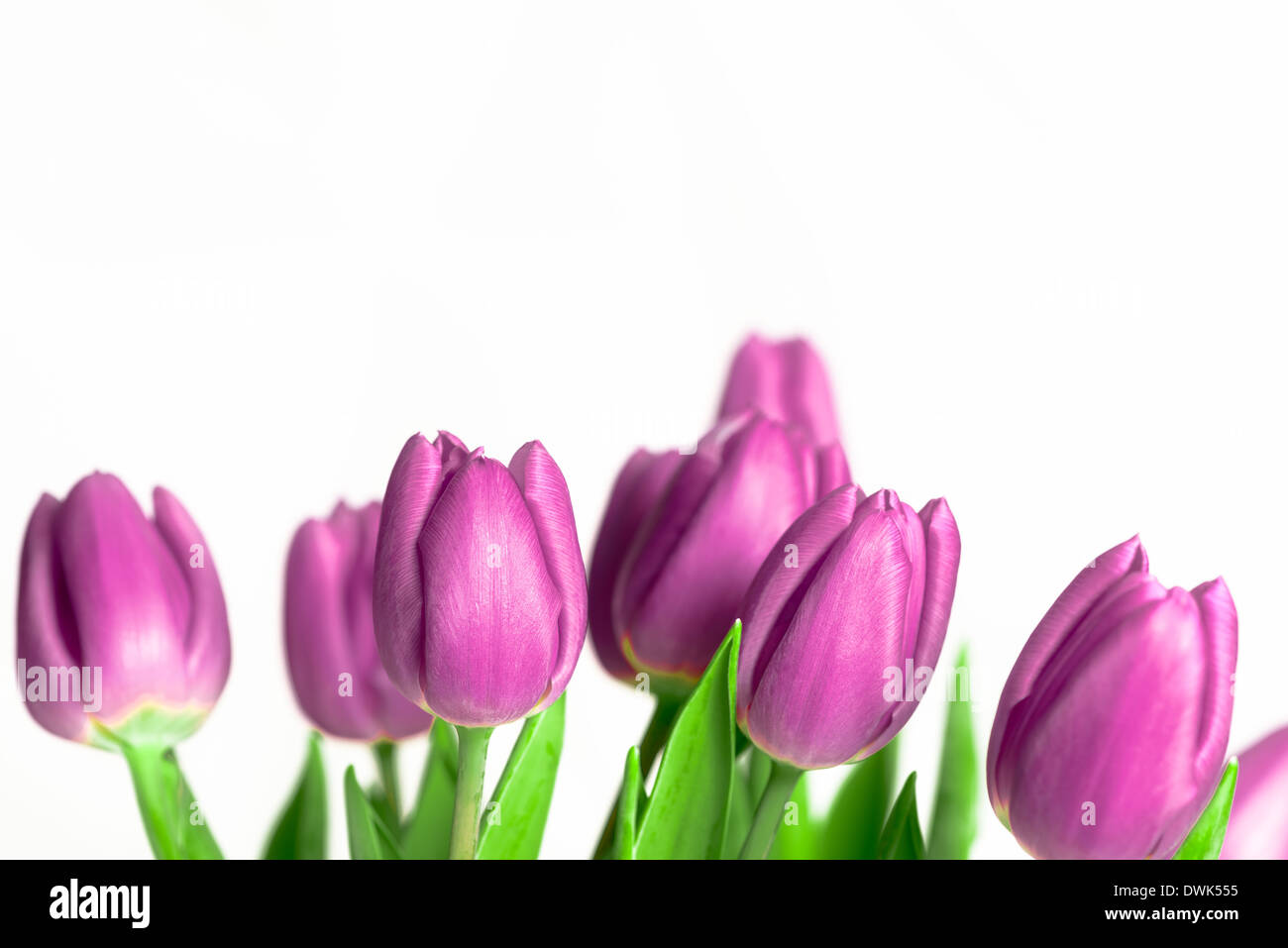 Frontière de belles tulipes au printemps violet Banque D'Images