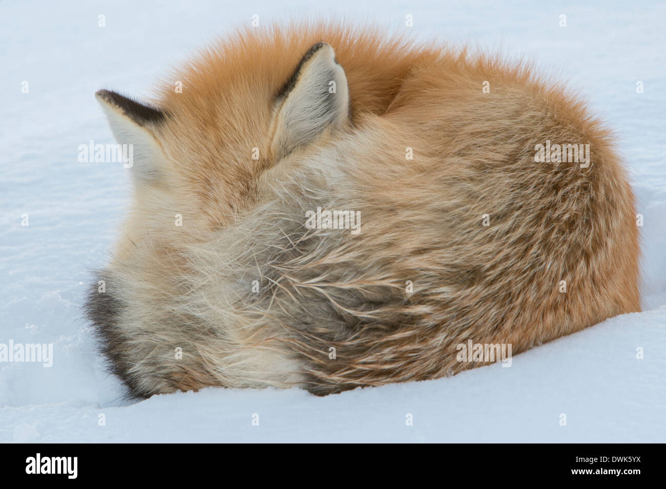 Un recroquevillé red fox (Vulpes vuples) en hiver, le Parc National de Yellowstone, Wyoming Banque D'Images