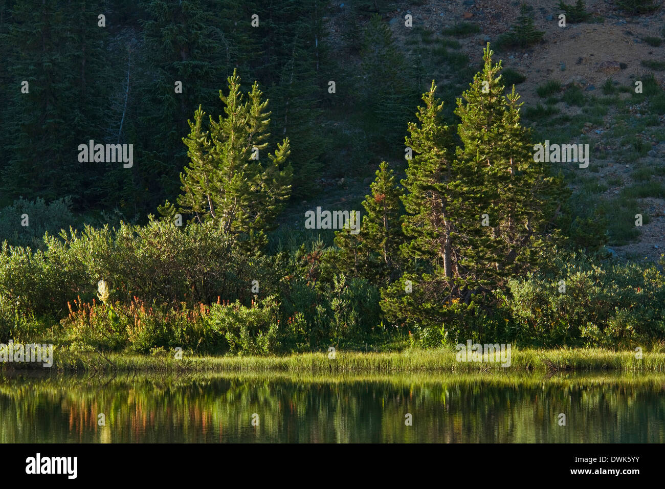 Arbres Le long de la rive du lac de montagne, forêt nationale Stanislaus. Comté d'Alpine, Californie Banque D'Images