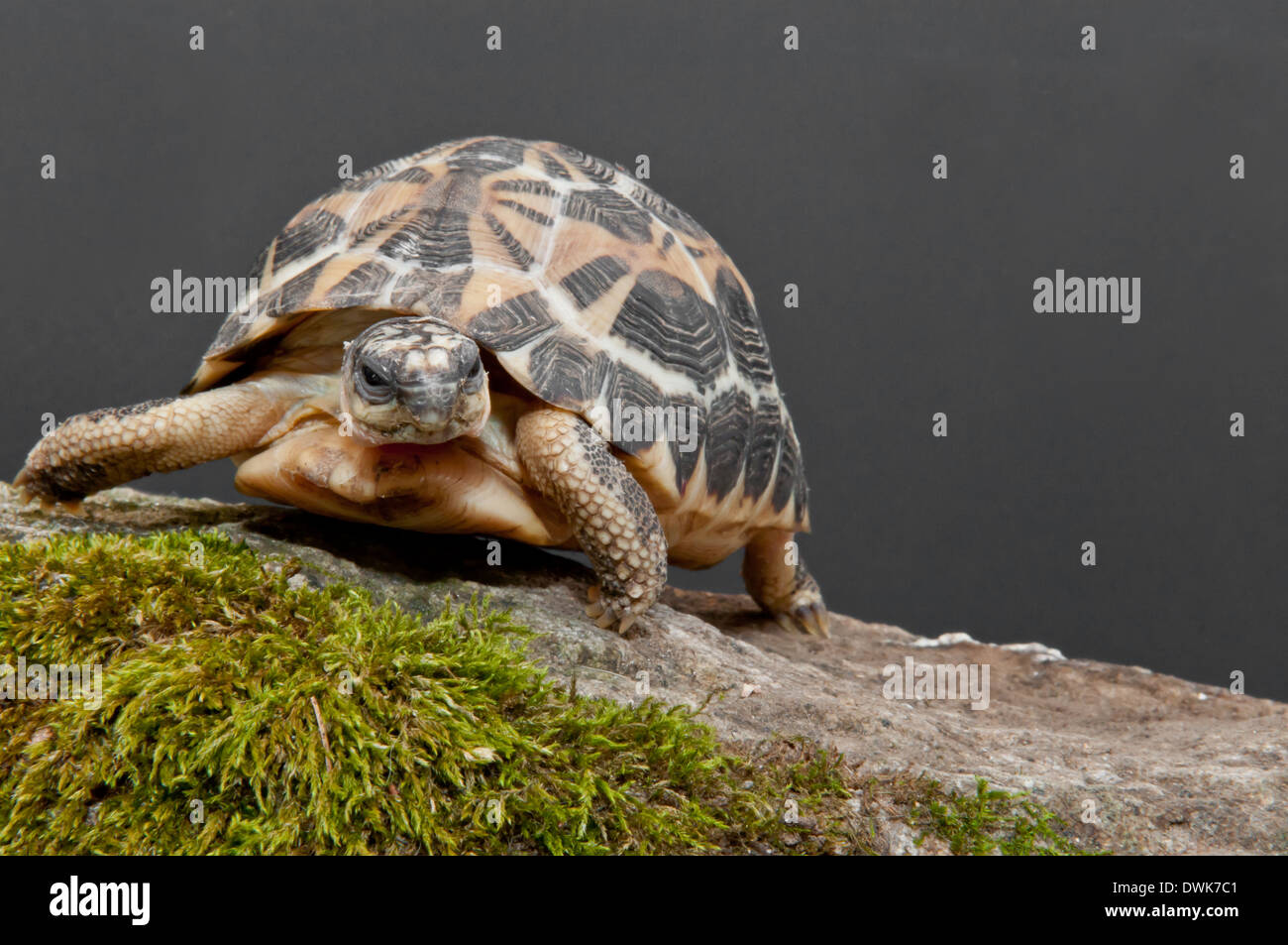 Tortue araignée Banque D'Images