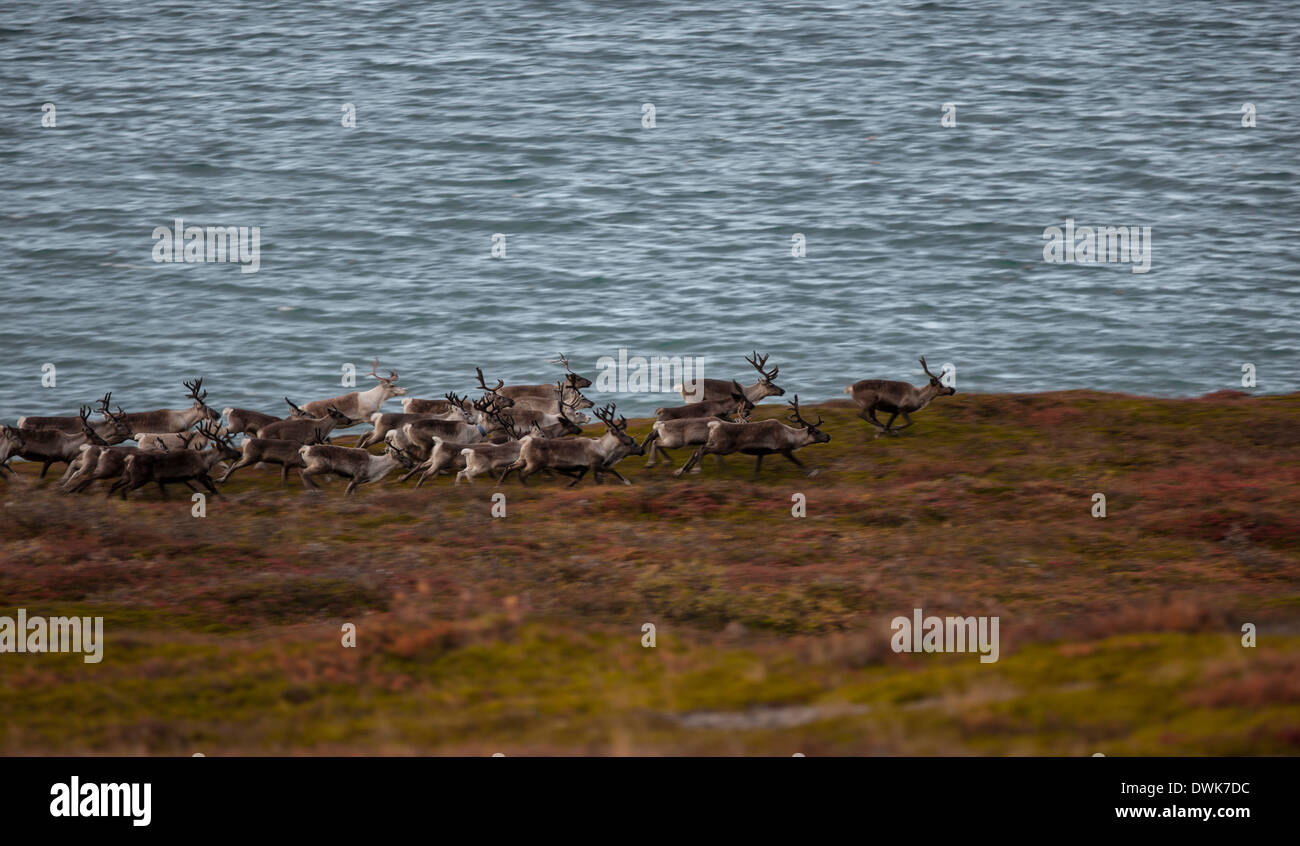 Troupeau de rennes à la mer de Barents, Norvège Banque D'Images