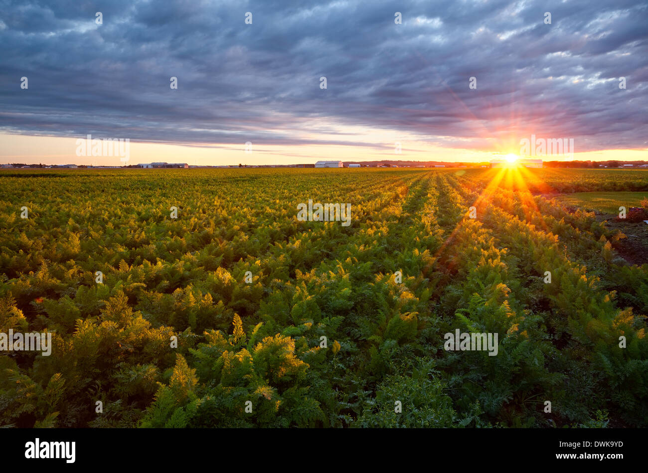 Un domaine de carottes dans le marais Holland au lever du soleil. Bradford West Gwillimbury, Ontario, Canada. Banque D'Images