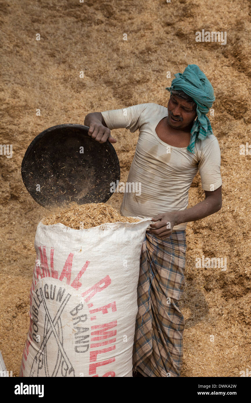 Agra, Inde. Ouvrier manuel mettant l'alimentation animale dans des sacs. Banque D'Images