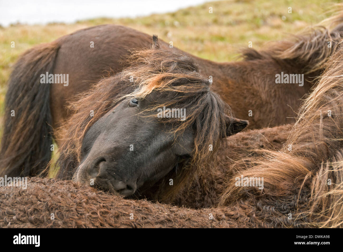 Eriskay poneys près de Loch Druidibeg, South Uist, Western Isles, Ecosse, Royaume-Uni Banque D'Images