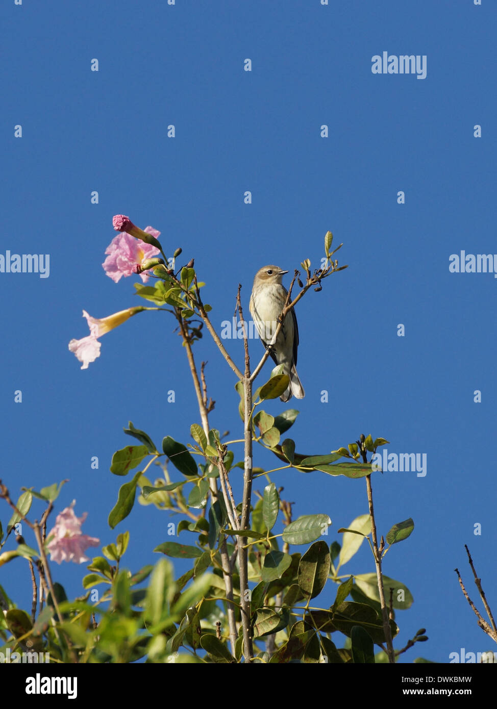 Petite Paruline sur haut de arbre en fleurs Banque D'Images