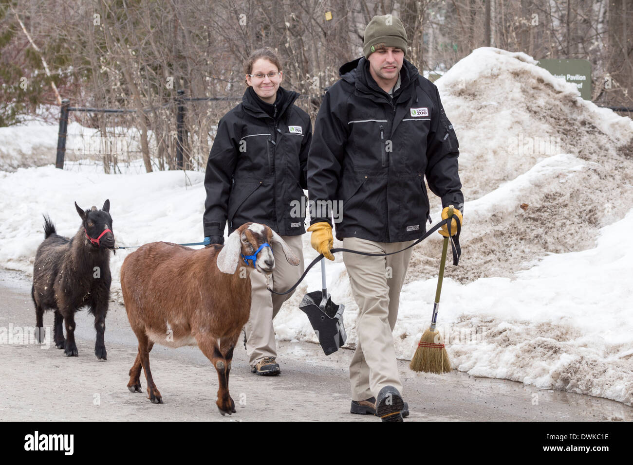 Les chèvres de zoo en tenant pour une promenade au zoo de Toronto. Banque D'Images