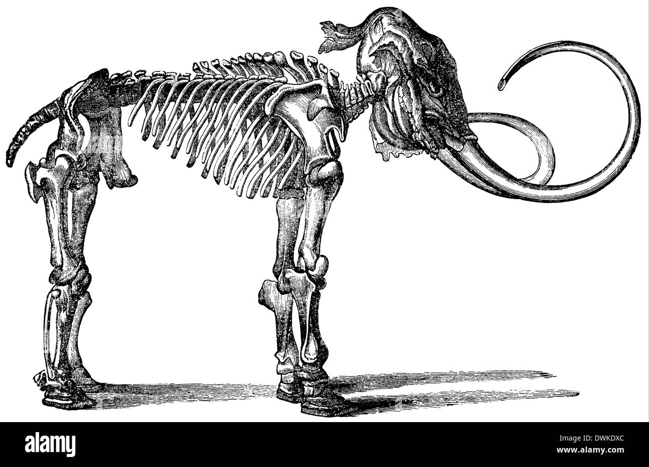 : Squelette de mammouth Banque D'Images