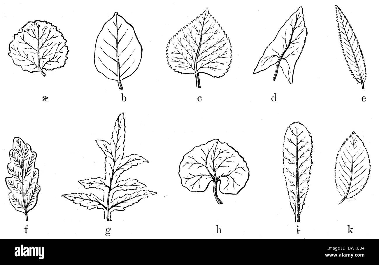 Formes de feuilles Banque D'Images