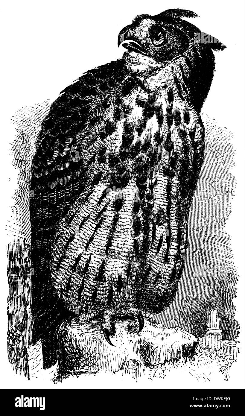 Hibou grand-duc Banque D'Images