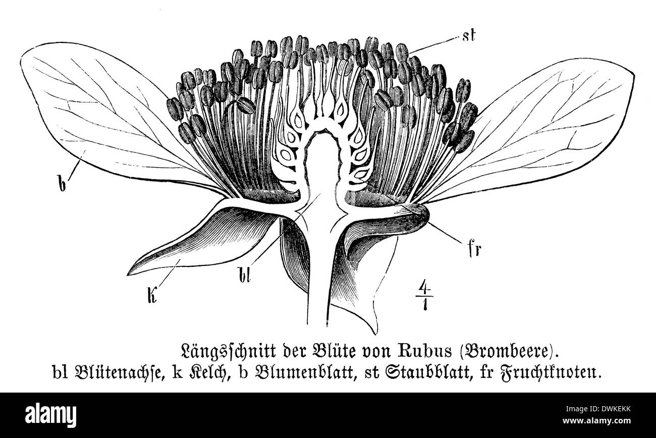 Blackberry : Fleur en coupe longitudinale Banque D'Images