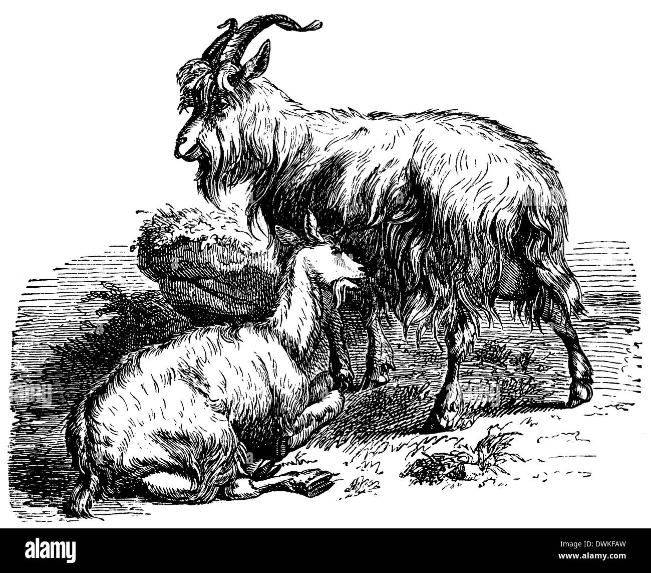 Dessin chevre noir et blanc Banque d'images noir et blanc Page 2 Alamy