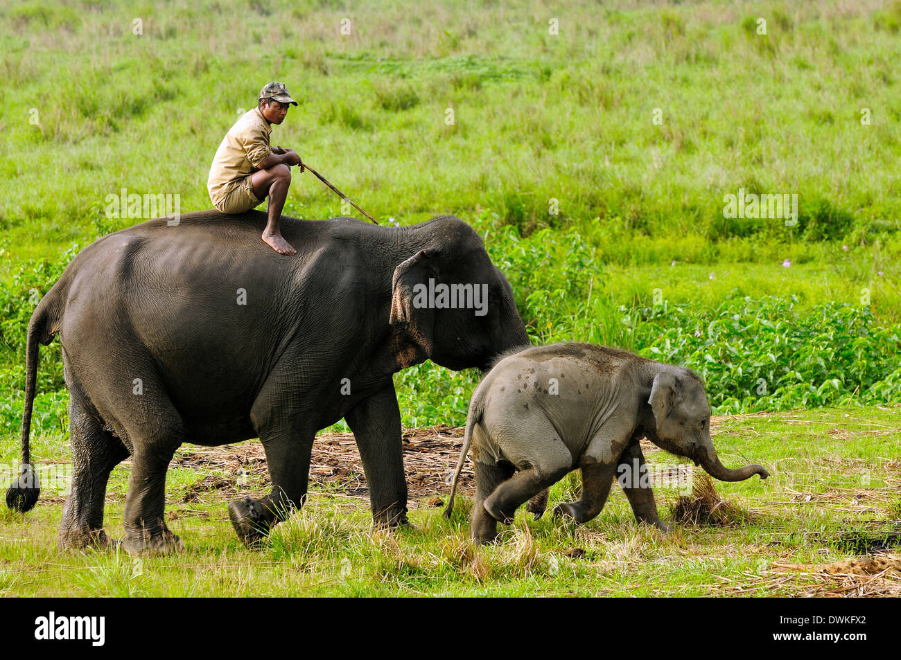 Elephant et mahout, Kaziranga, Assam, Inde, Asie Banque D'Images