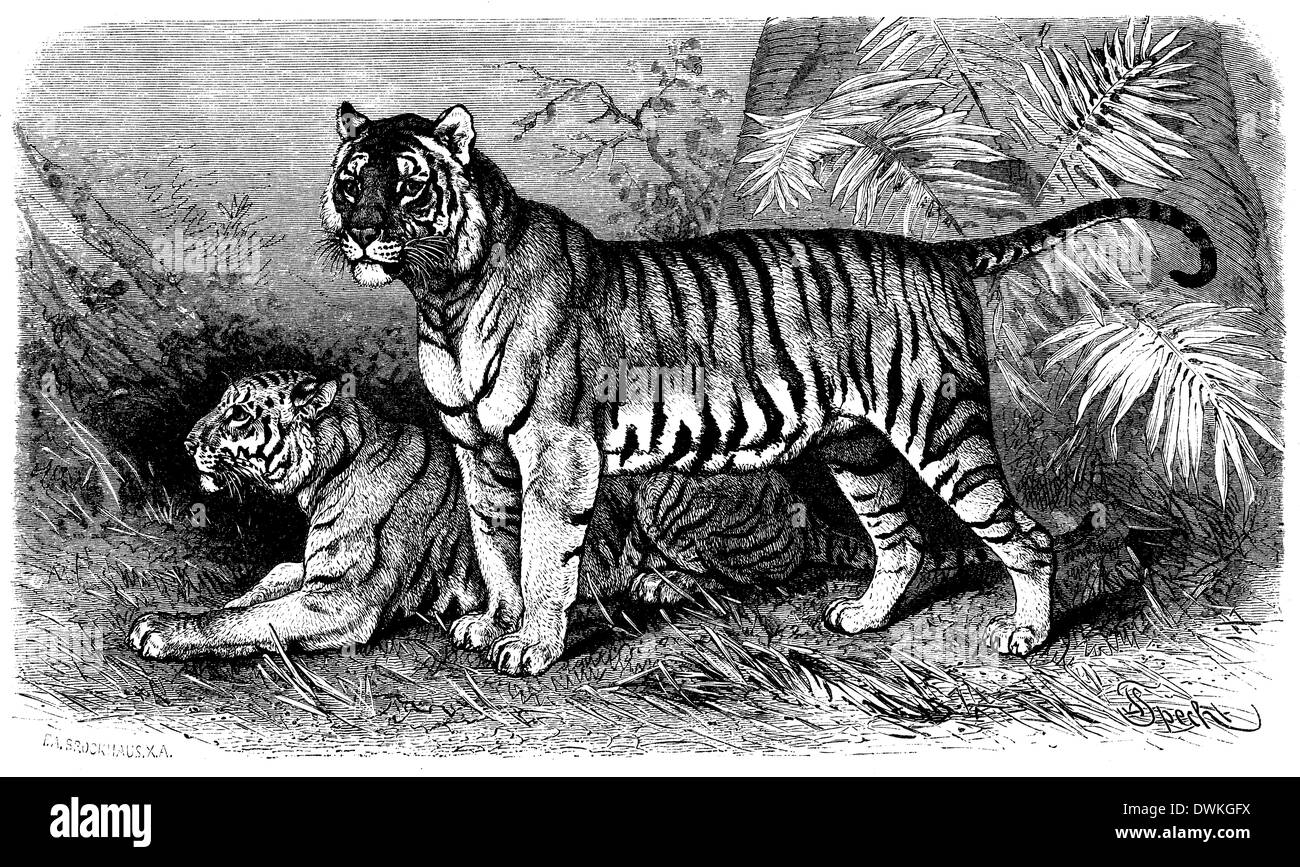 Tigre Banque D'Images