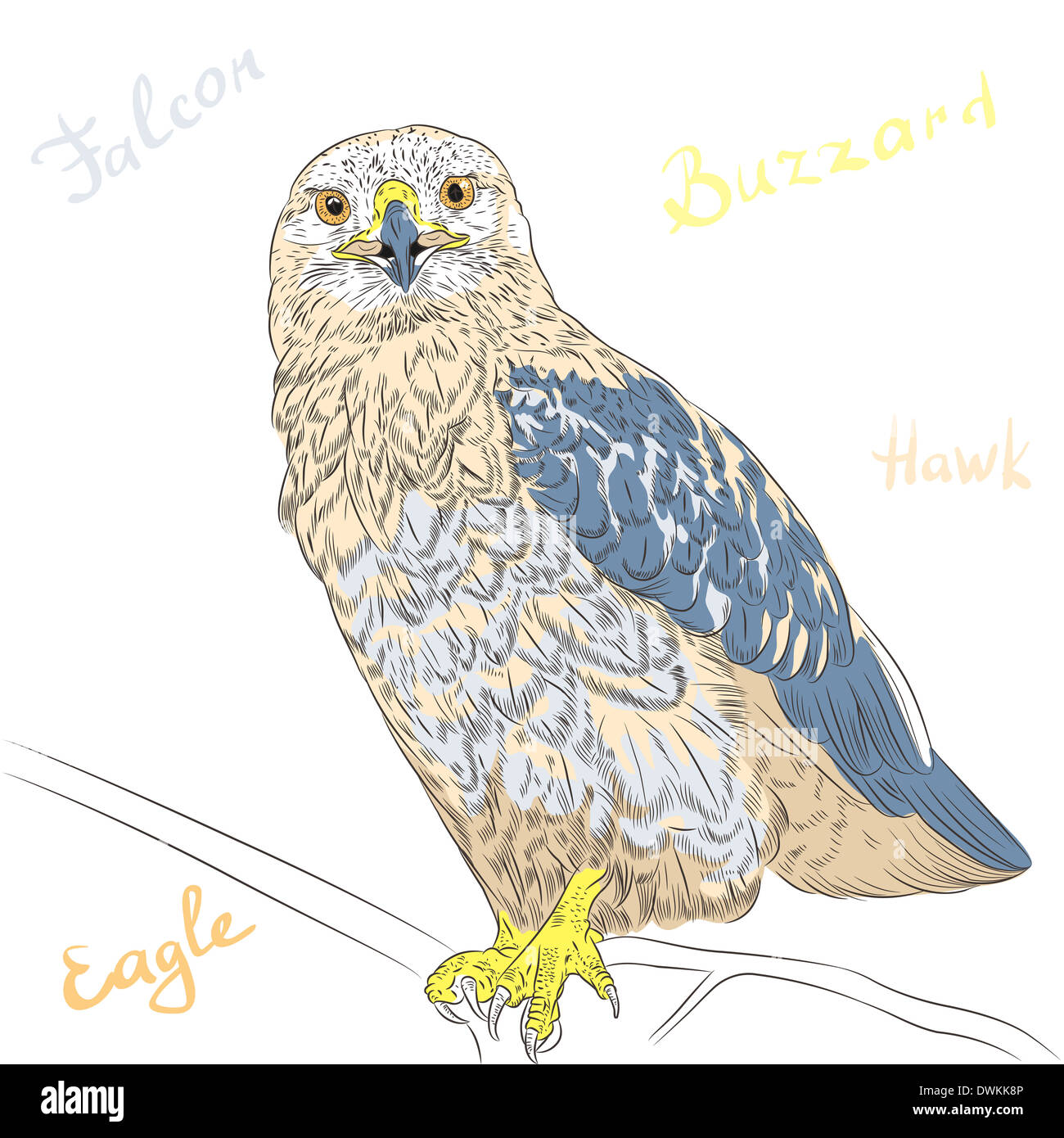 Sketch funny cartoon oiseaux colorés des Buzzard Banque D'Images