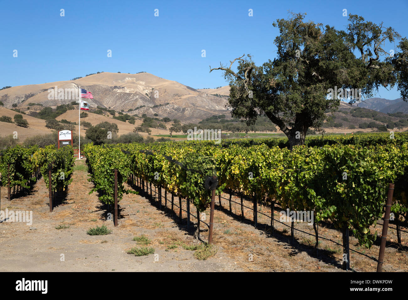 Mesa Zaca Winery and Vineyards, coeur FOXEN Canyon Road, près de Los Olivos, comté de Santa Barbara, Californie, États-Unis d'Amérique Banque D'Images