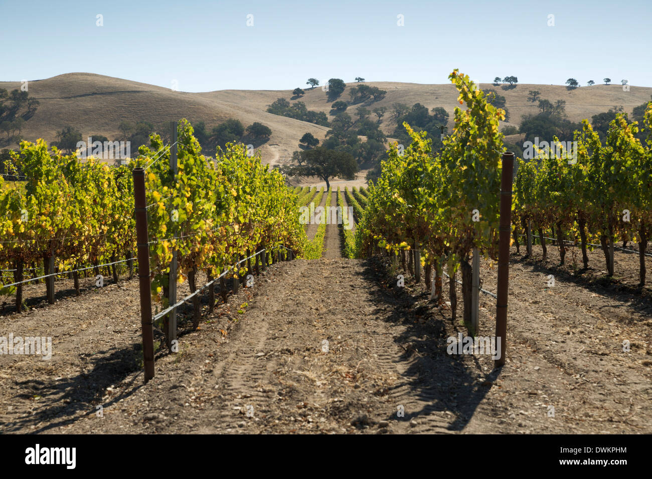 Vignes et collines, près de Los Olivos, Santa Ynez Valley, comté de Santa Barbara, Californie, États-Unis d'Amérique Banque D'Images