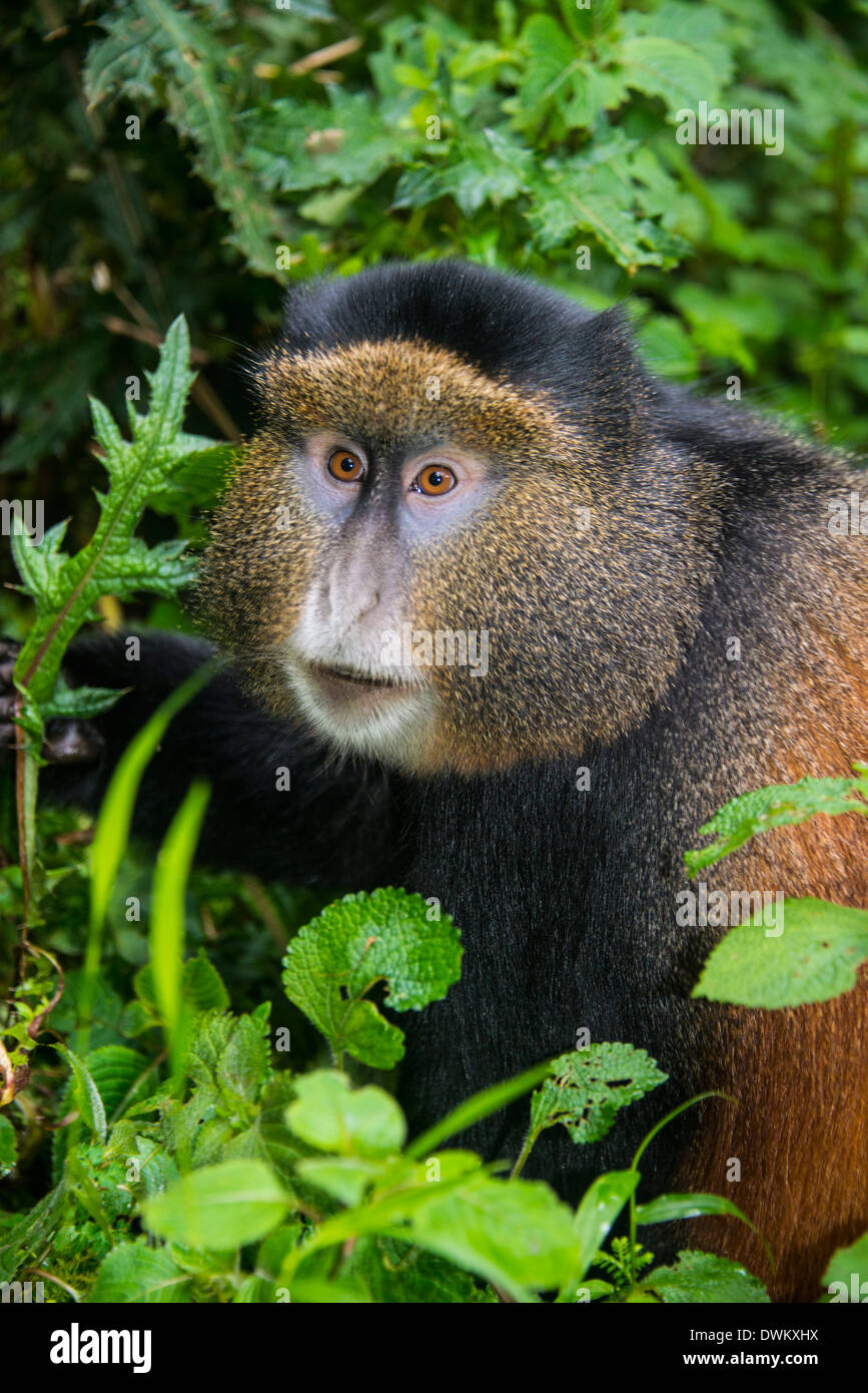 Le singe doré (Cercopithecus kandti), le Parc National des Virunga, le Rwanda, l'Afrique Banque D'Images