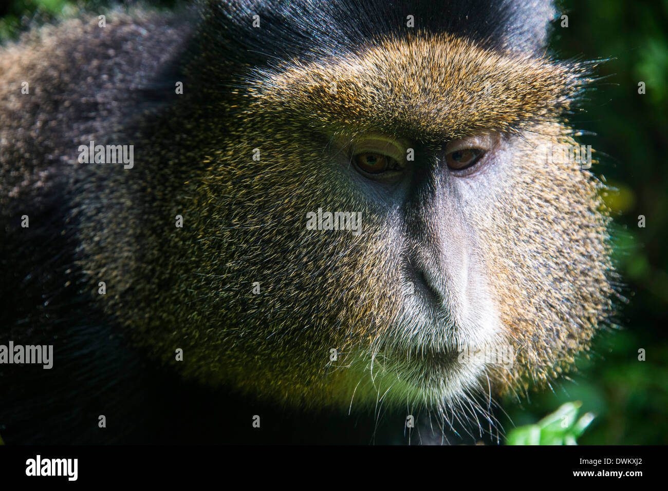 Le singe doré (Cercopithecus kandti), le Parc National des Virunga, le Rwanda, l'Afrique Banque D'Images