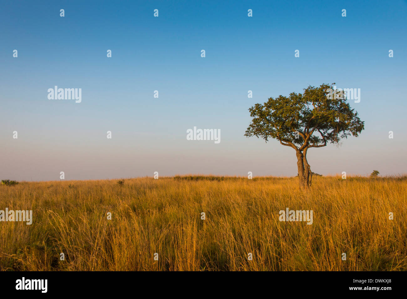 Lonely tree dans la savane du Parc National Murchison Falls, en Ouganda, en Afrique de l'Est, l'Afrique Banque D'Images