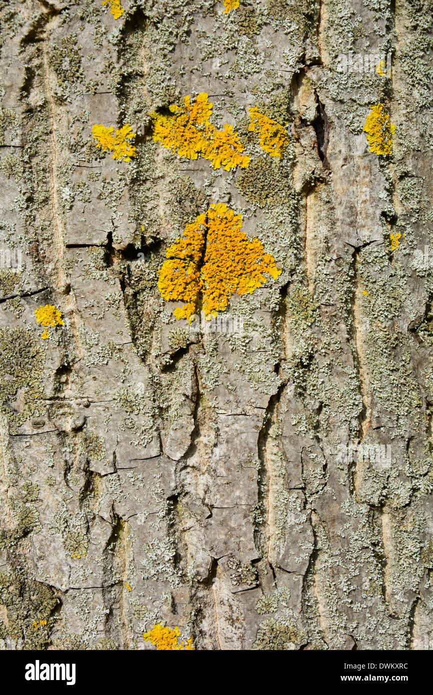 L'écorce jaune lichen sur un arbre texture macro backgroundBaumstamm Baumrinde grau beige braun mit gelber Flechte Hintergrund Textur Banque D'Images