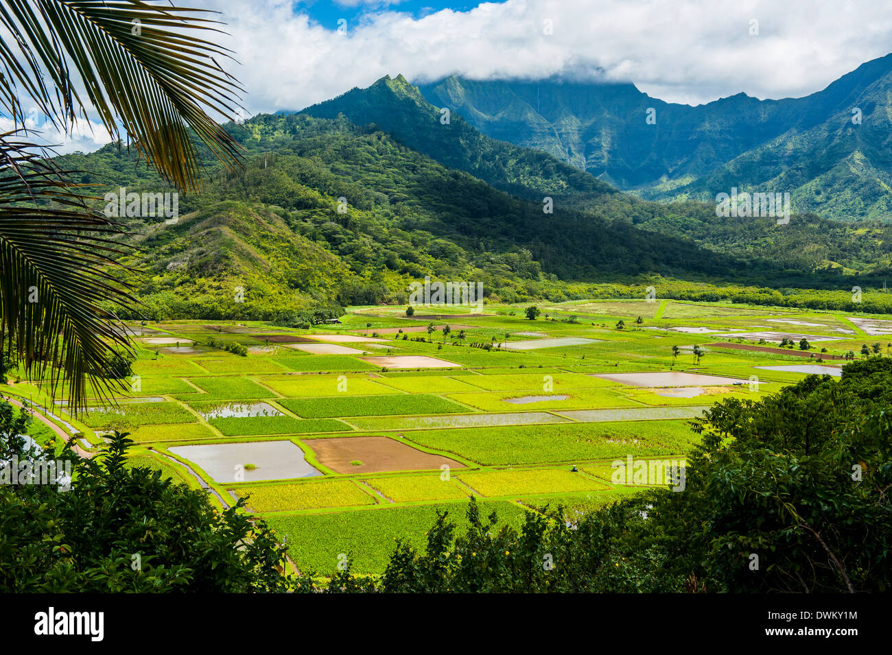 Hanalei Taro champs près de l'île de Kauai, Hawaii, États-Unis d'Amérique, du Pacifique Banque D'Images