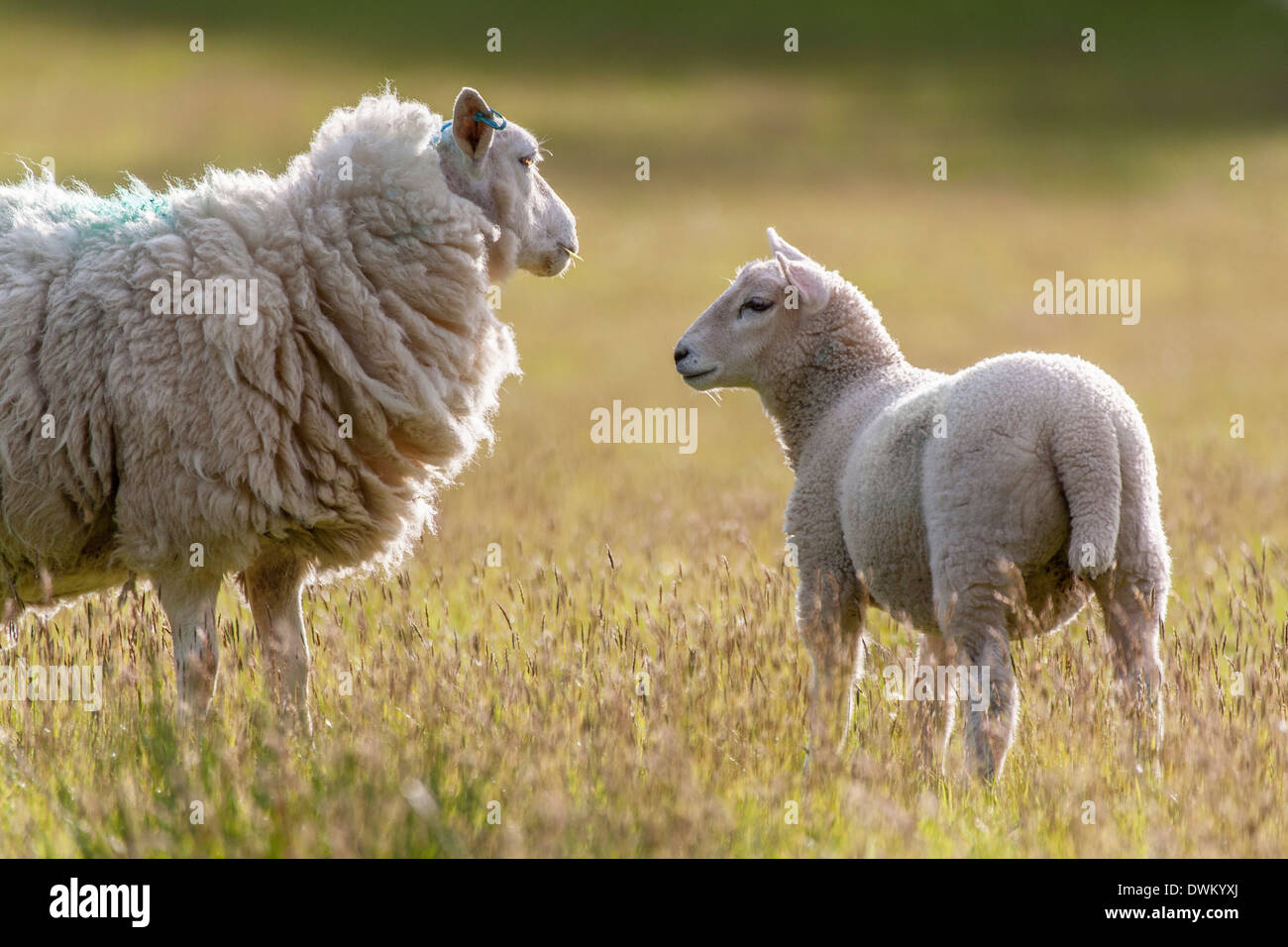 Moutons et agneaux Banque D'Images