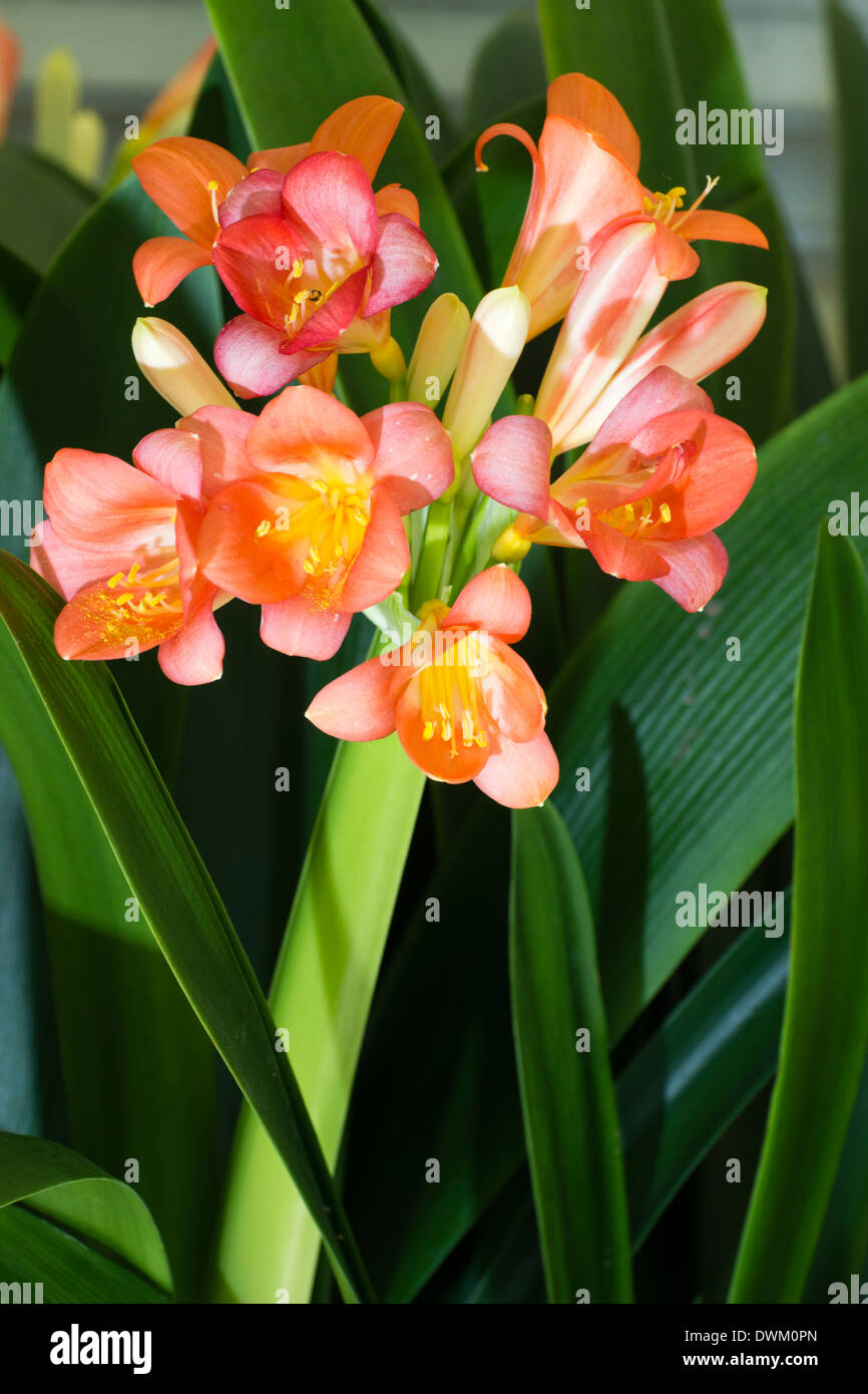 Fleur de Clivia miniata, lampe evergreen Banque D'Images
