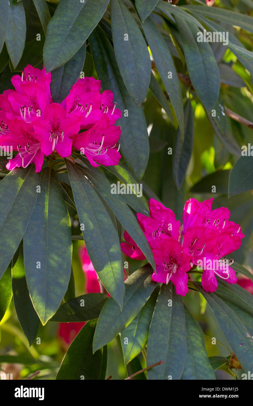 Fleurs du grand arbre, RHODODENDRON Rhododendron arboreum Banque D'Images