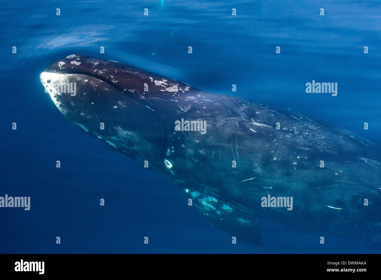 Des profils baleine boréale (Balaena mysticetus) vu dans le port de l'Arctique, la baie Isabella, à l'île de Baffin, Nunavut, Canada Banque D'Images