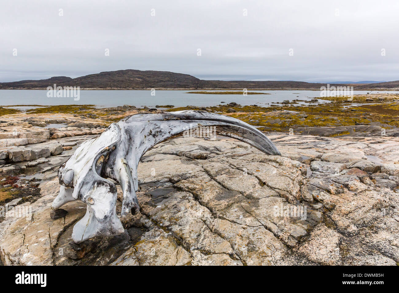 Crâne de la baleine boréale (Balaena mysticetus) à l'Île Kekerten abandonnés station baleinière, Nunavut, Canada, Amérique du Nord Banque D'Images