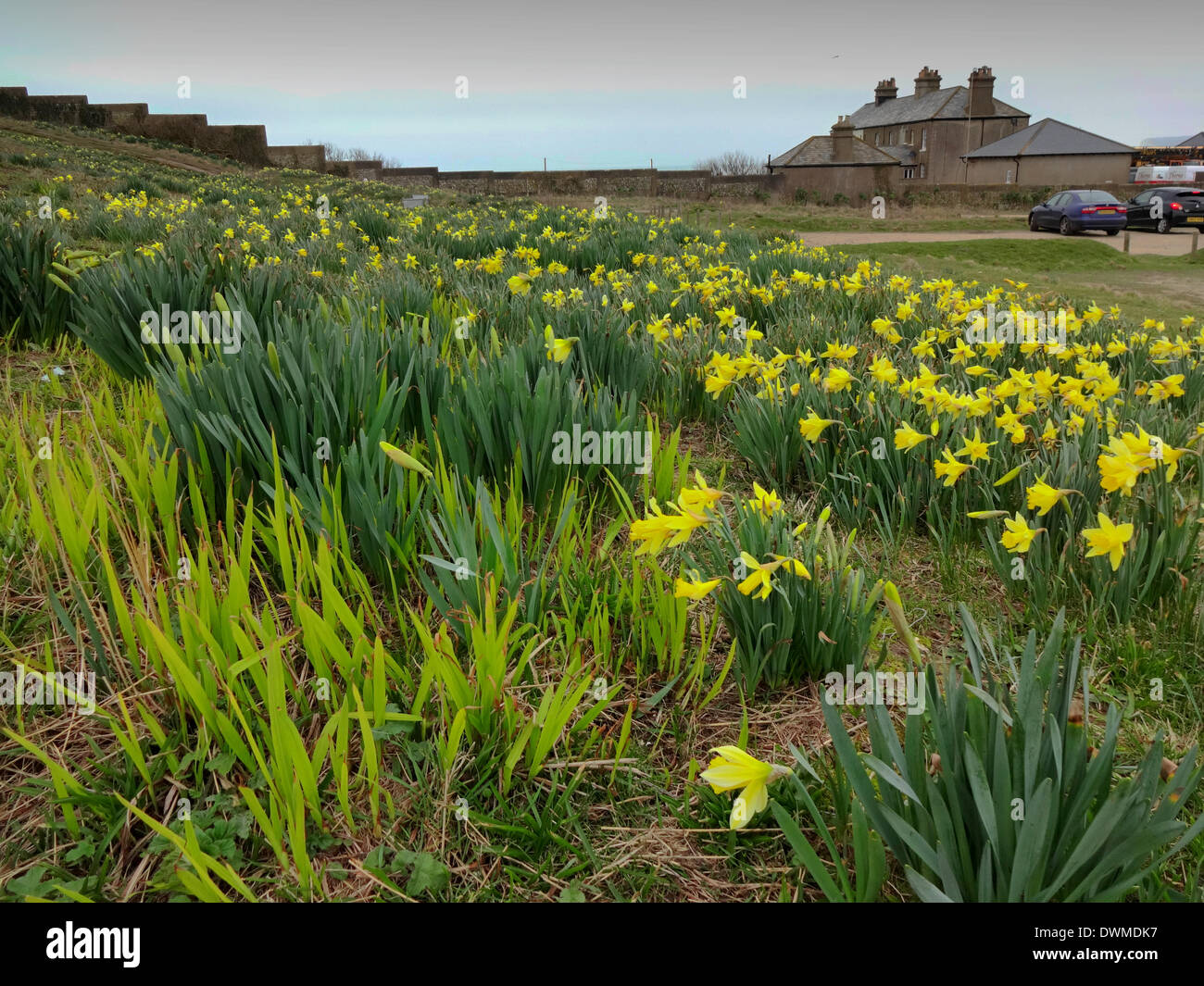 Urrugne, East Sussex, UK..11 mars 2014..tapis de jonquilles avec de vieux coastguard cottages en arrière-plan.David Burr/Alamy Live News Banque D'Images