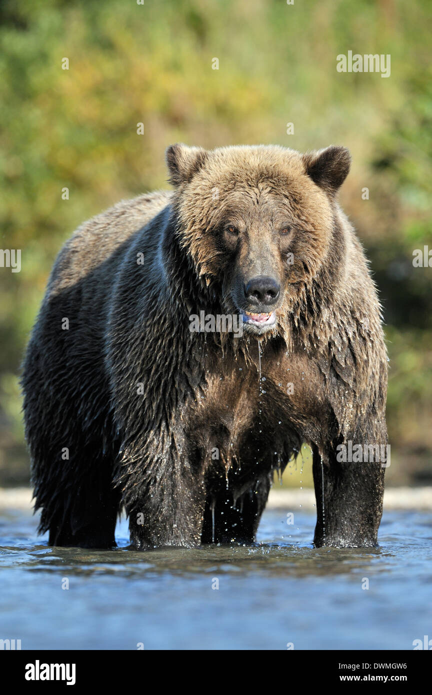 Ours grizzli (Ursus arctos horribilis) pêcher dans l'eau. Banque D'Images
