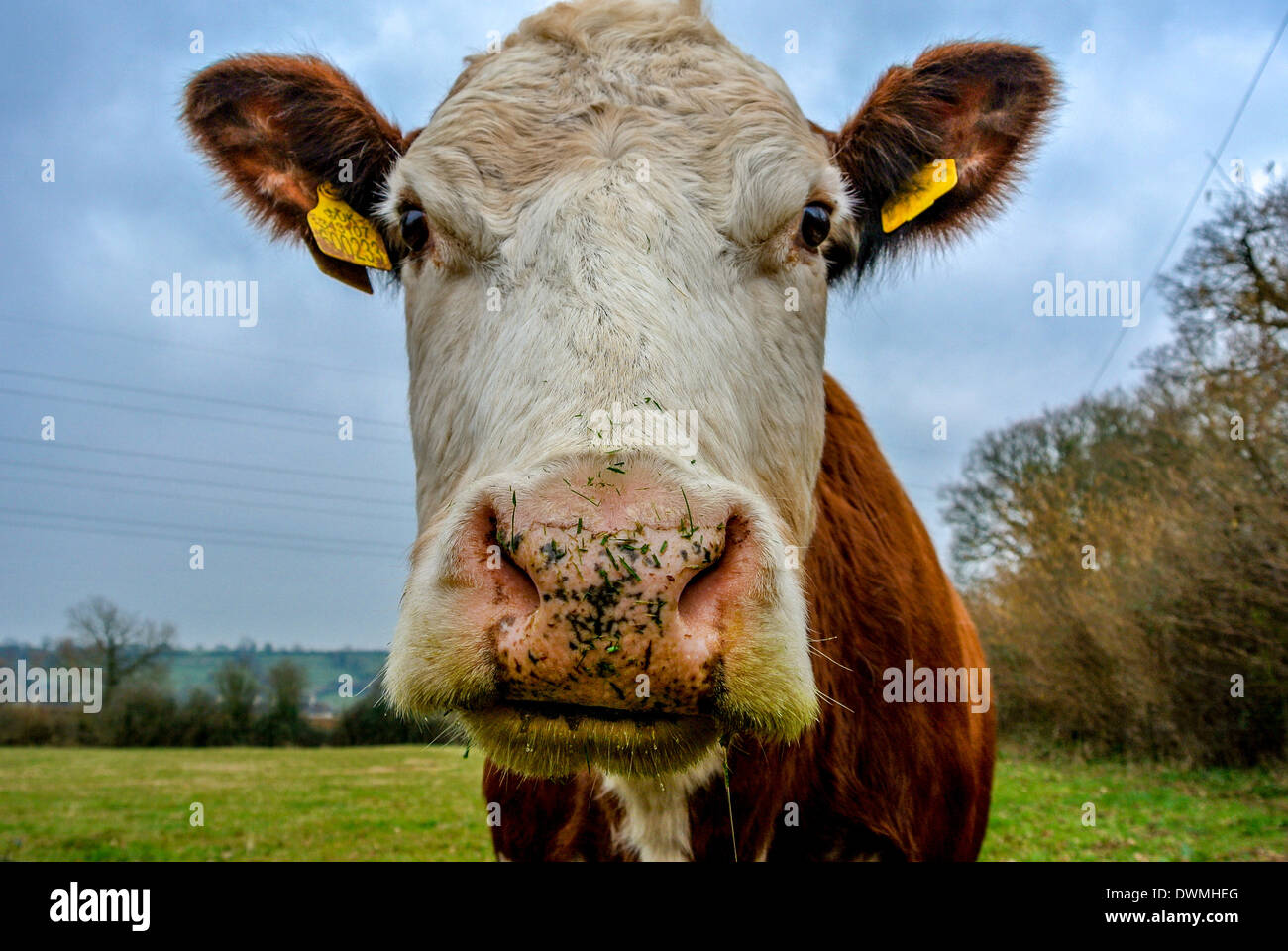 Dans la zone de pâturage des vaches Hereford Banque D'Images