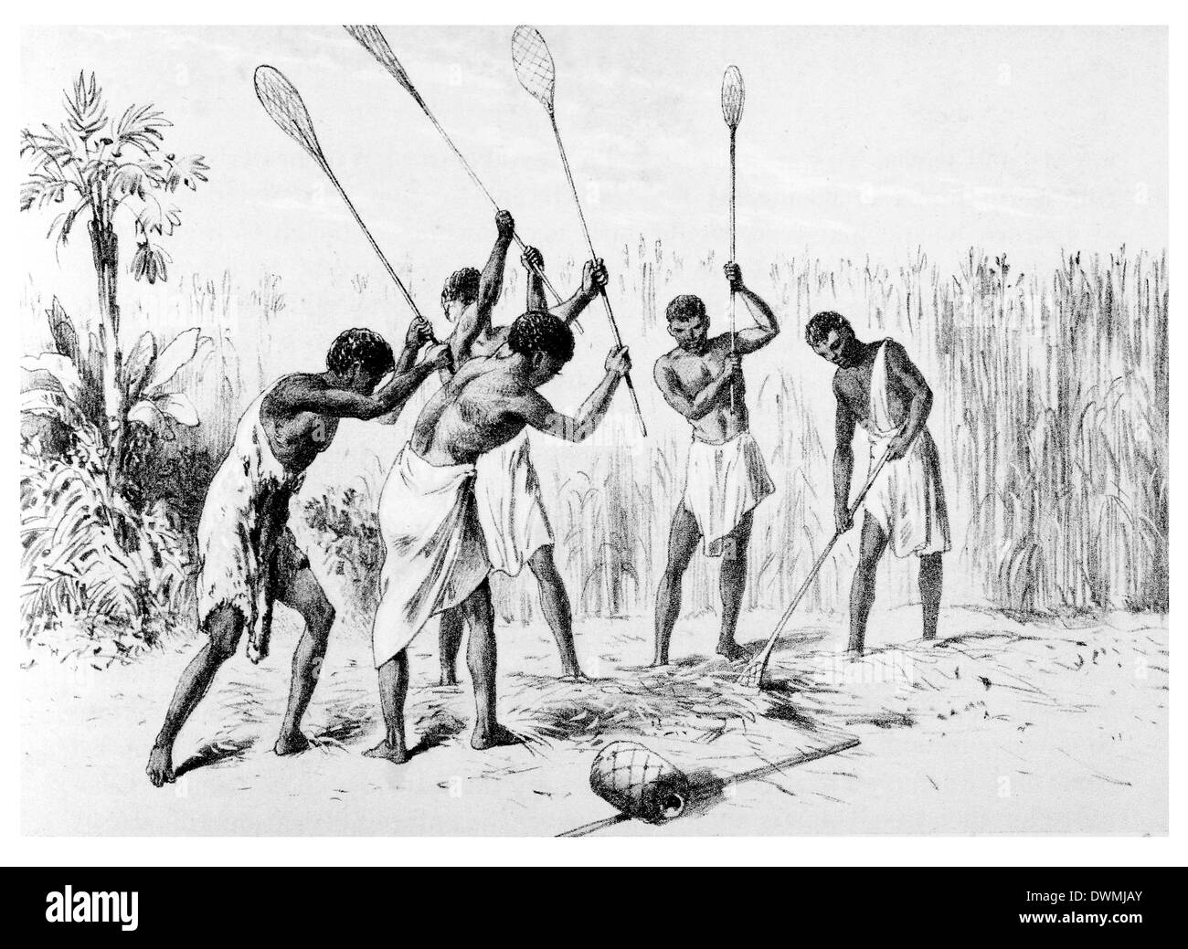 Des cultures de sorgho Sorgho battant Banque D'Images