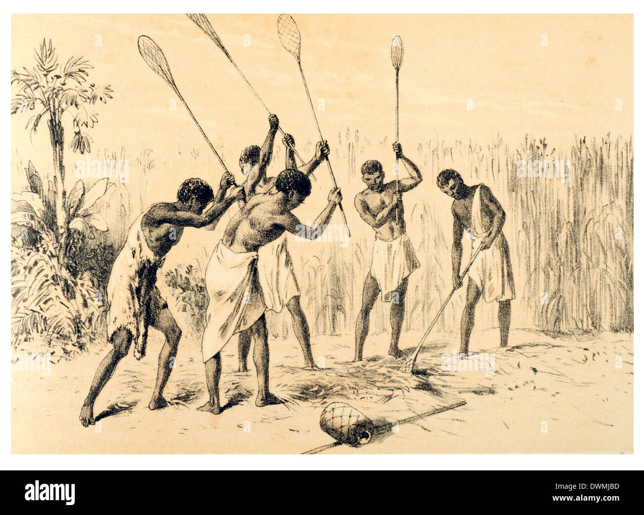 Des cultures de sorgho Sorgho battant Banque D'Images