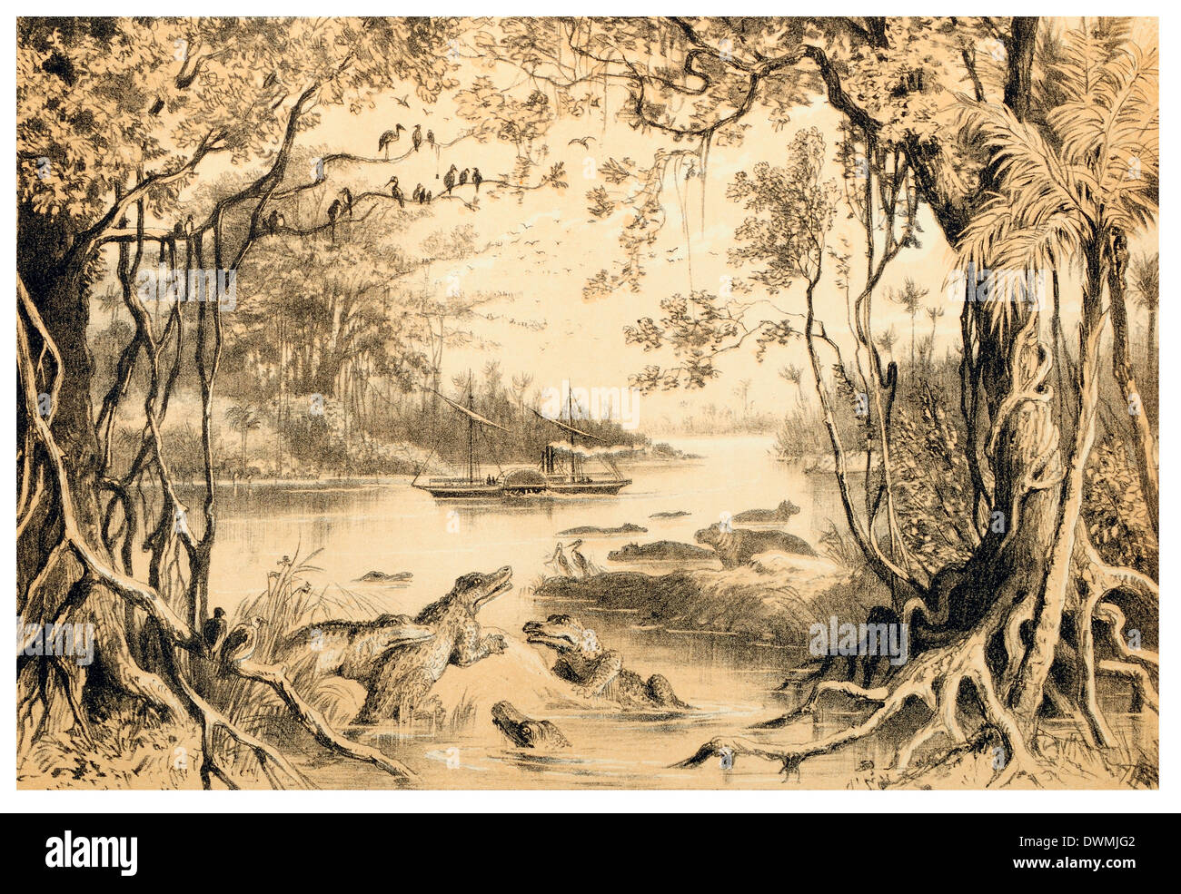 L'Em Robert sur le Zambèze Banque D'Images