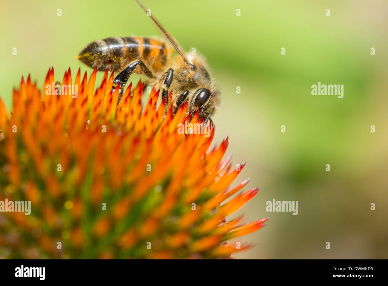 Abeille à miel (Apis mellifera) se nourrissant d'Echinacea sp. (Nectar), Angleterre, Royaume-Uni, Europe Banque D'Images