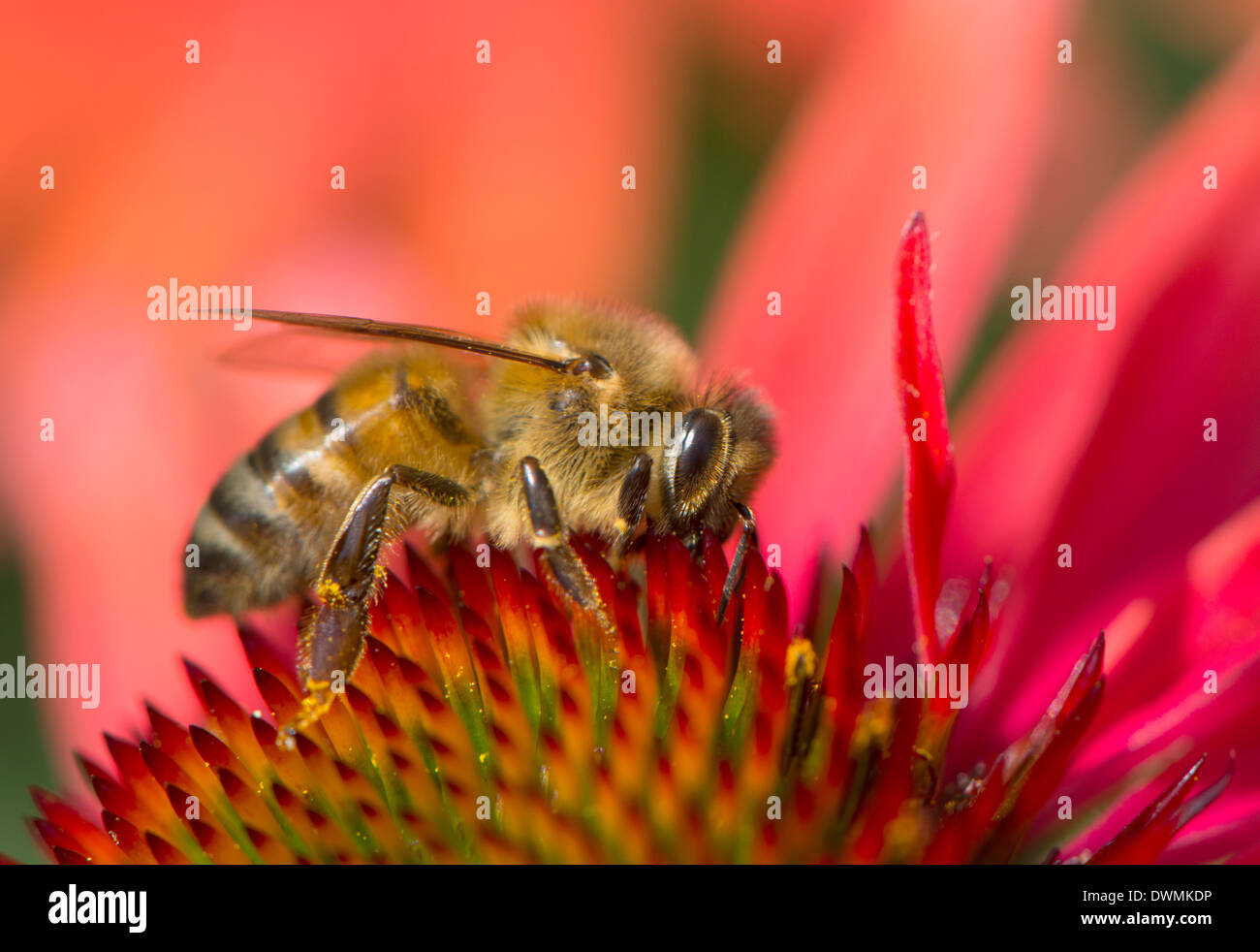Abeille à miel (Apis mellifera) se nourrissant d'Echinacea sp. (Nectar), Angleterre, Royaume-Uni, Europe Banque D'Images