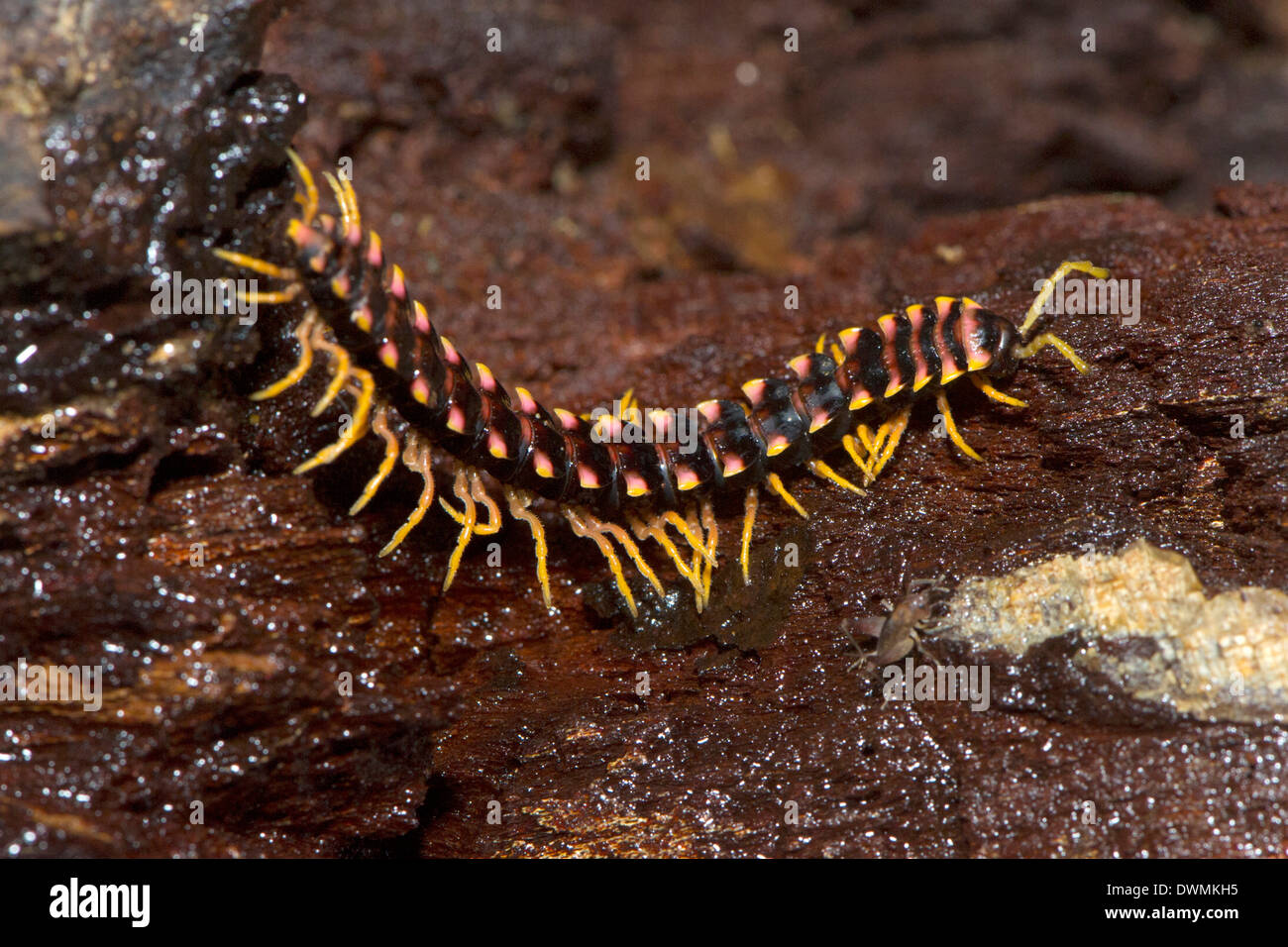 Centipede forêt sur le bois pourri à même le sol forestier, Sabah, Bornéo, Malaisie, Asie du Sud, Asie Banque D'Images